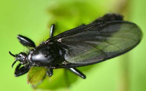 Bibio marci